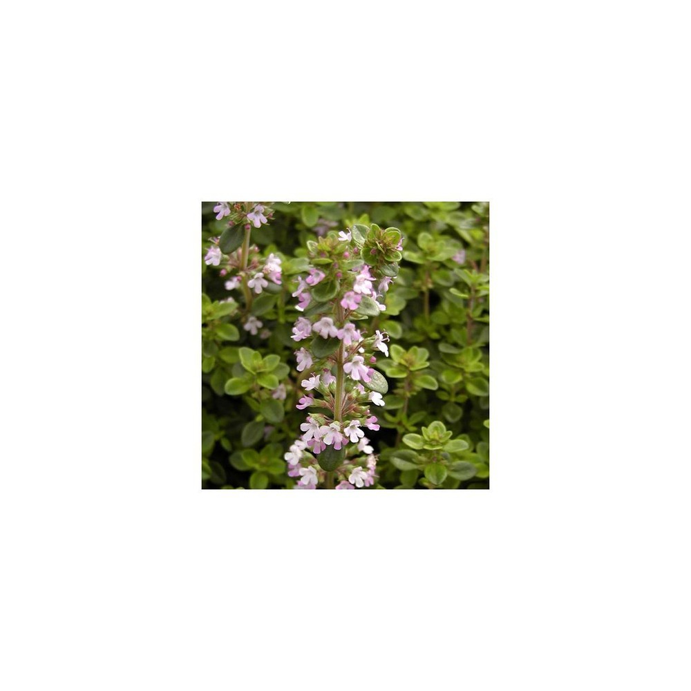 Thym serpolet serpyllum/thymus serpyllum[-]pot de 1l