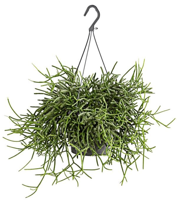 Korallenkaktus - Rhipsalis cassutha,