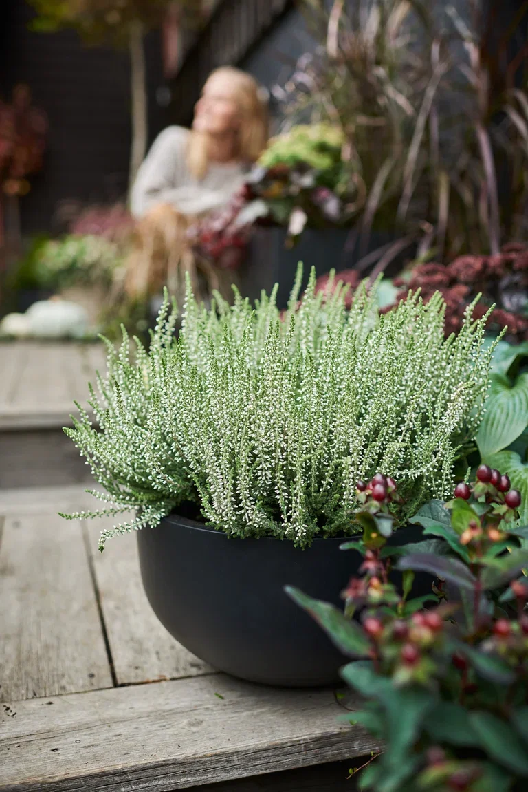 Calluna vulgaris (Garden Girls Series) Røsslyng Garden Girls Ø12 cm