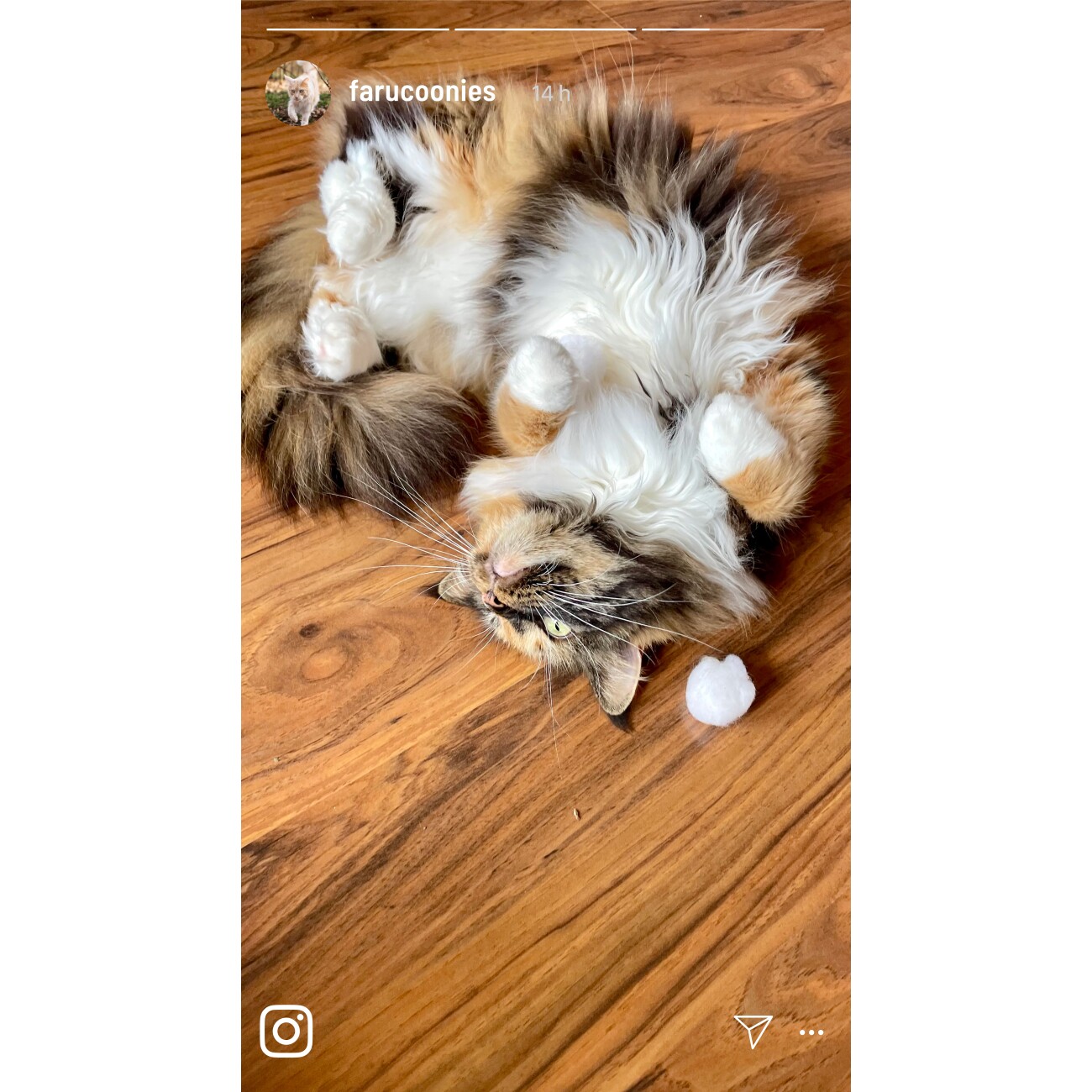 Kater Kasimir Catnip (Katzenminze) im 60g Vorratspack (getrocknet, geschnitten und gesiebt)