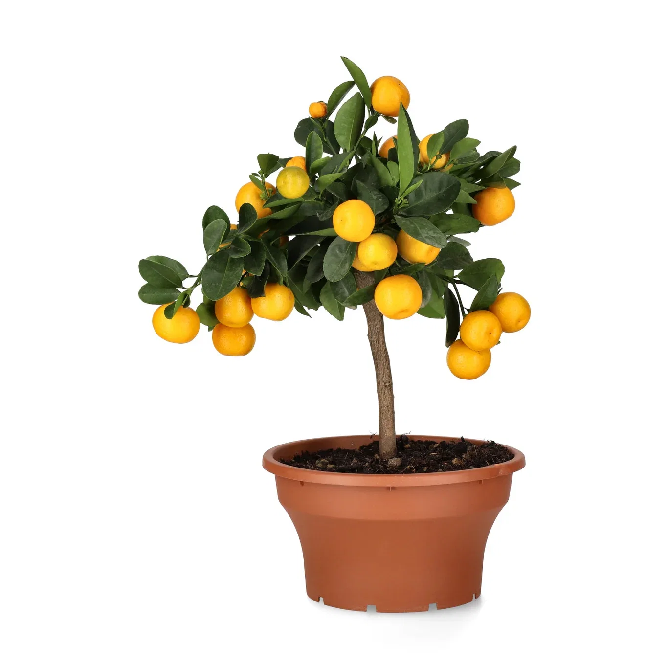 Citrus x microcarpa Calamondin i skål Ø23 cm