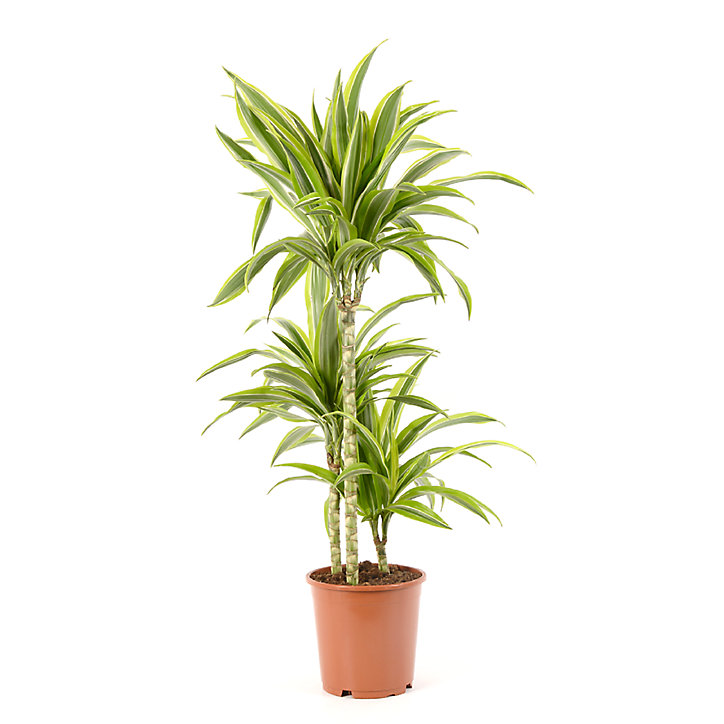 Dracaena lemon lime 21cm