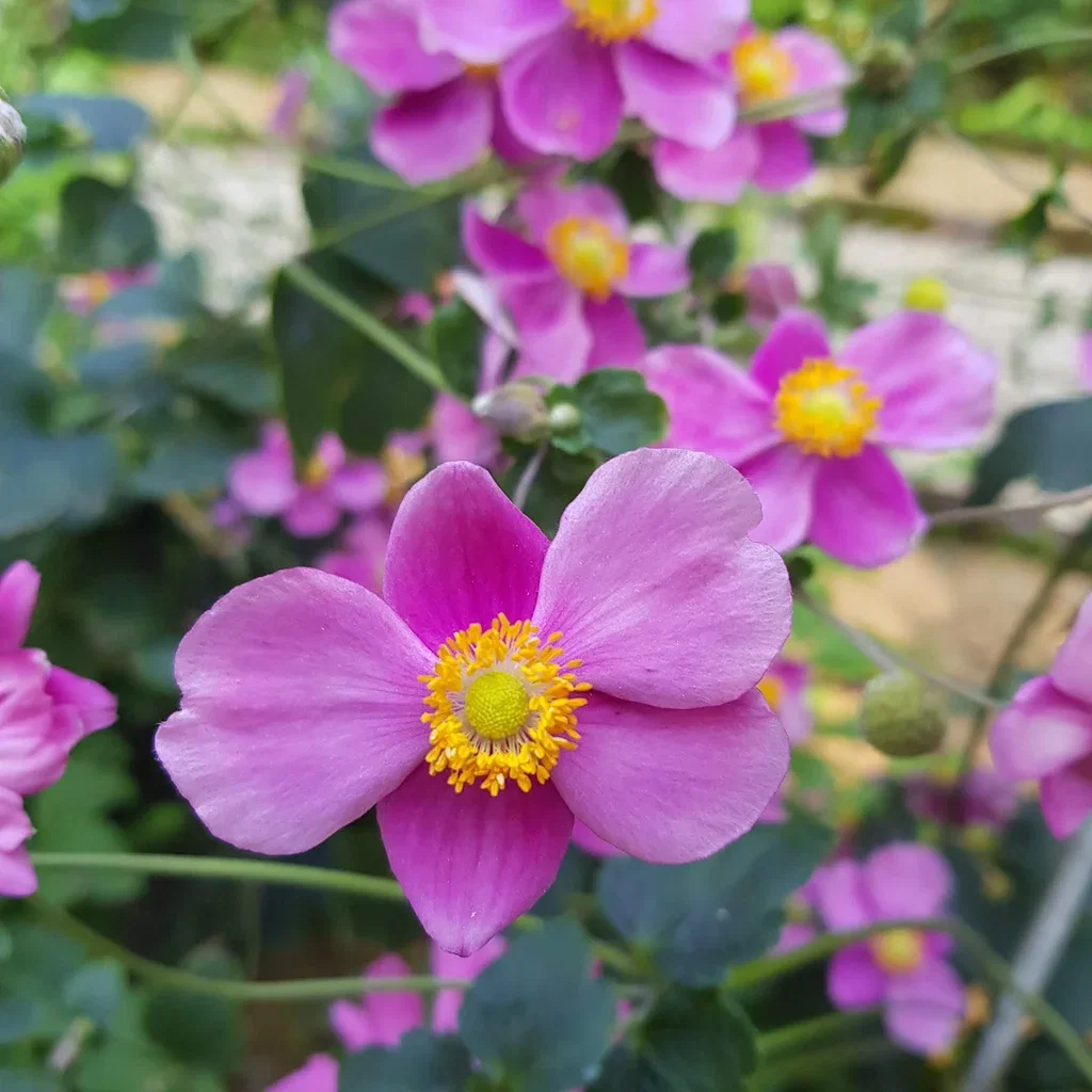 Anemone hup. 'Splendens' Høstanemone 'Splendens' Ø11 cm