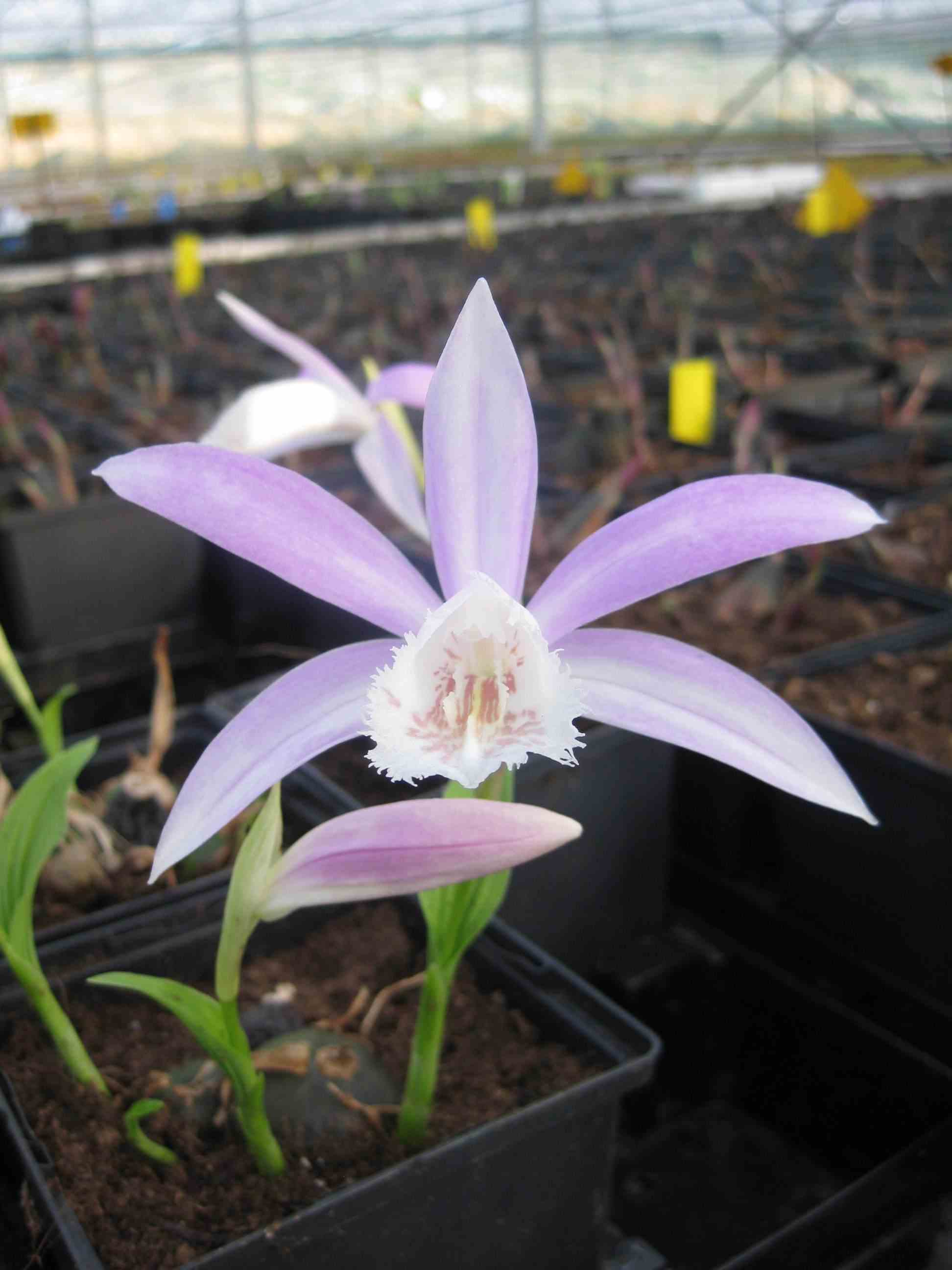 Pleione formosana taille pot de 1 litre - 0/40 cm - blanc et rose