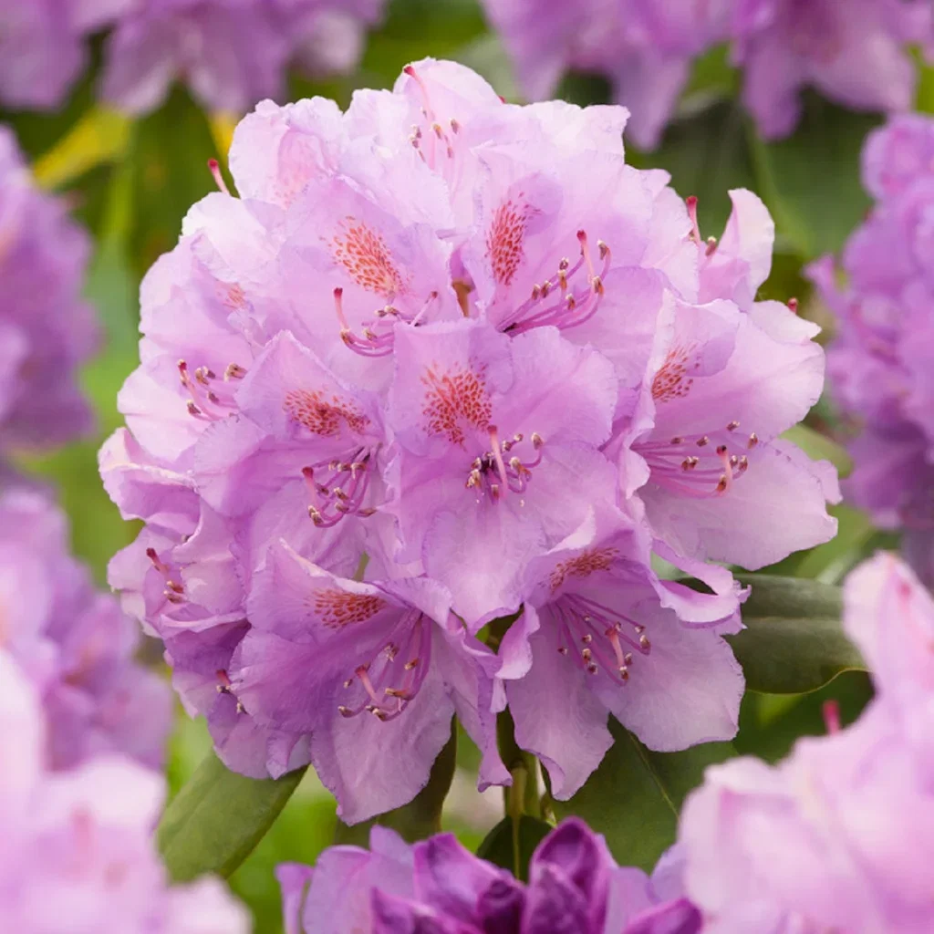 Rhododendron 'Catawbiense Grandiflorum' Rododendron 'Catawbiense Grandiflorum' Ø35 cm