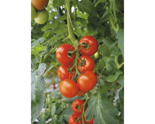 Buitenstruiktomaat, saladetomaat 'Philona' F1 FloraSelf Ø 12 cm pot geënt, bijzonder ziekteresistent