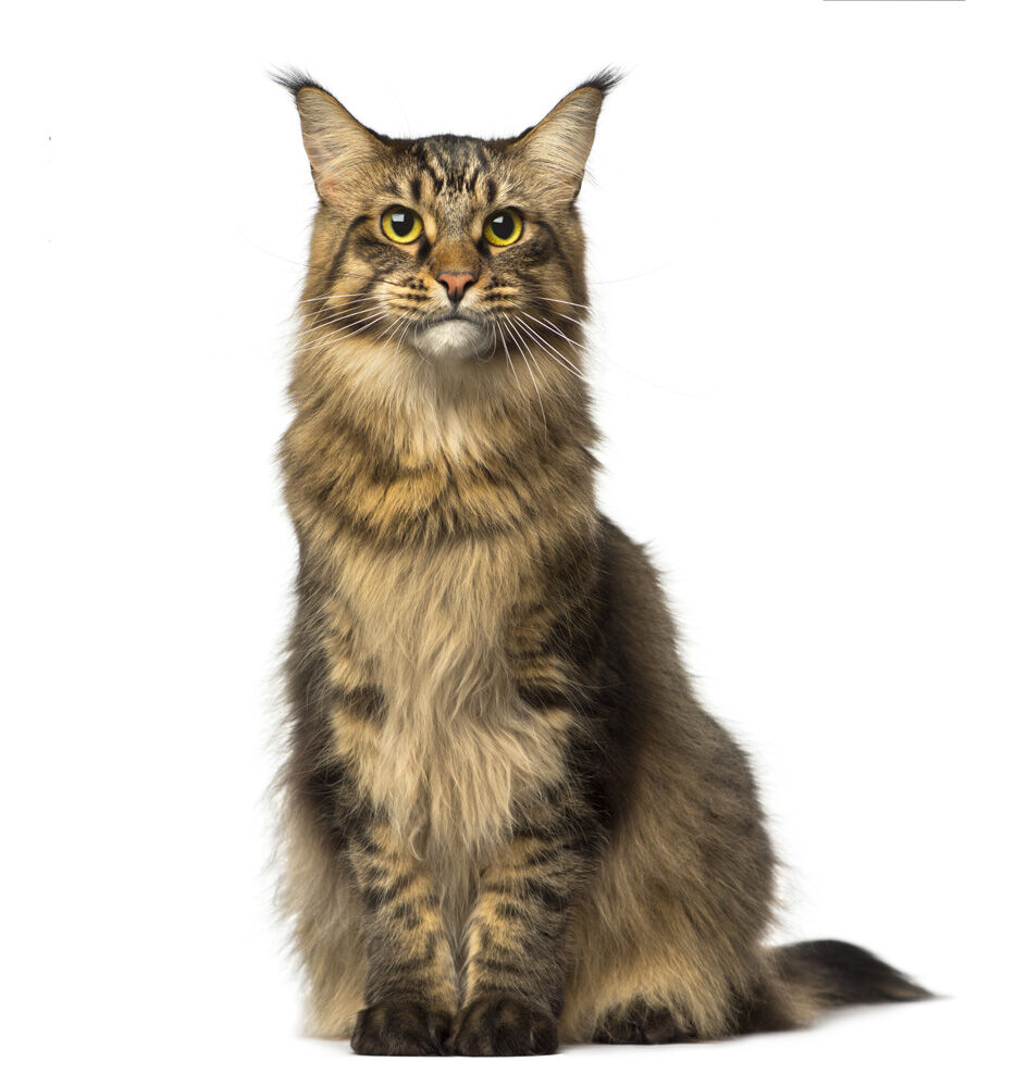 Fokker Maxi-Bite - Kattenvoer - 10 Kilogram - rijst, kip