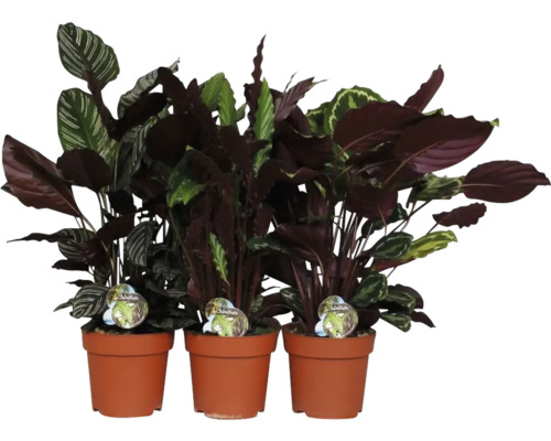 Groene mix Tropical FloraSelf Ø 24 cm pot willekeurige variëteitselectie