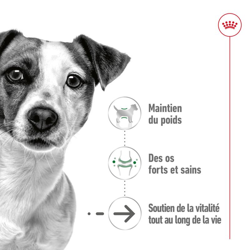 Royal Canin Mini Ageing Mousse
