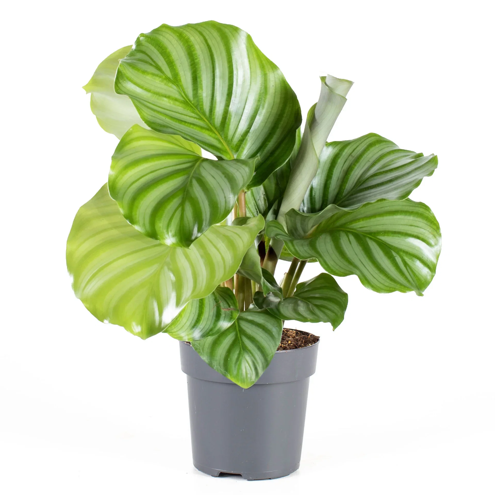 Goeppertia orbifolia Calathea ‘Orbifolia’ Høyde 30 cm