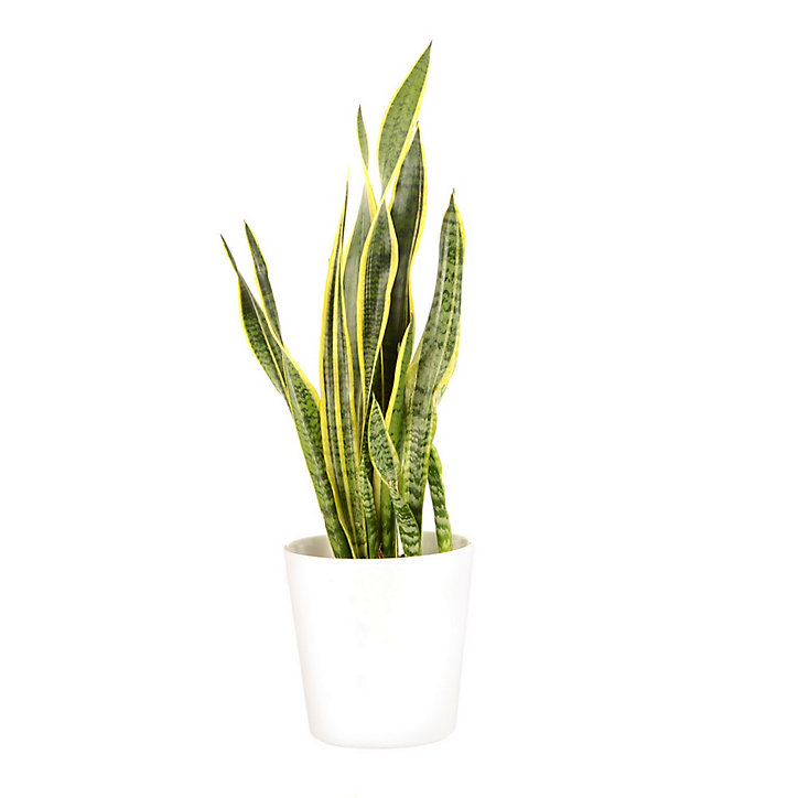 Sanseveria 21cm avec cache pot blanc