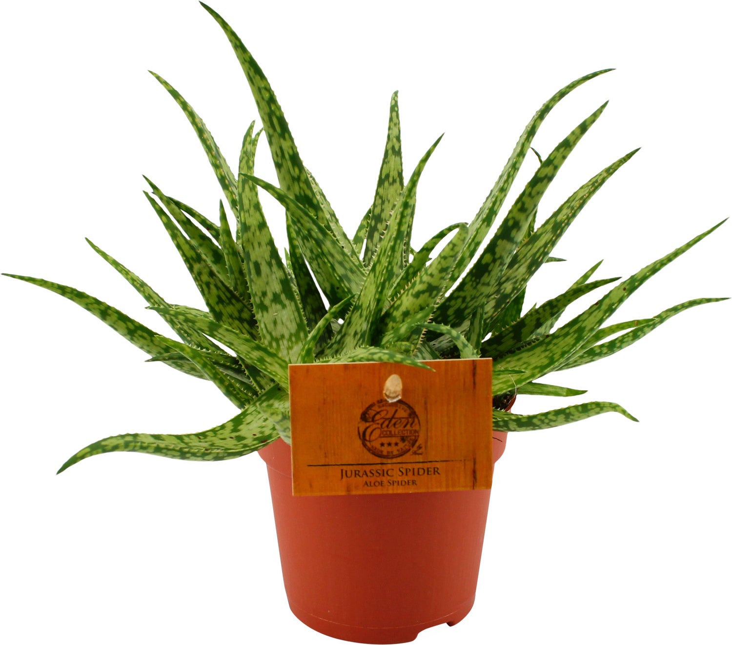 Spinnenplant (Aloe 'Spider') D 10,5 H 15 cm