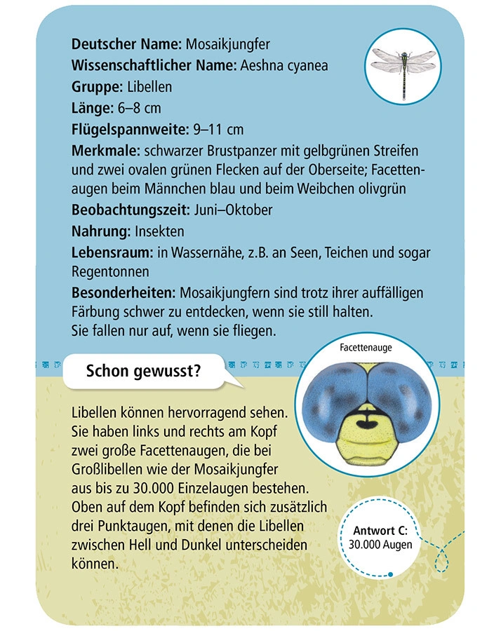 50 heimische Insekten & Spinnen entdecken & bestimmen, 50 Ktn.