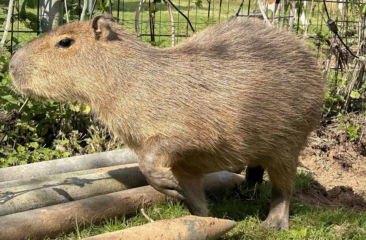 Capybara streicheln Wulften