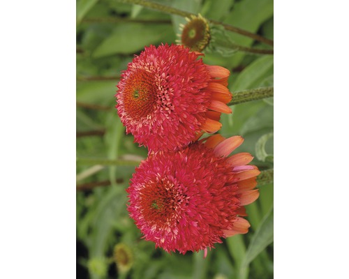 Zonnehoed Mix FloraSelf Echinacea purpurea H 30-40 cm Co 5 L diverse soorten