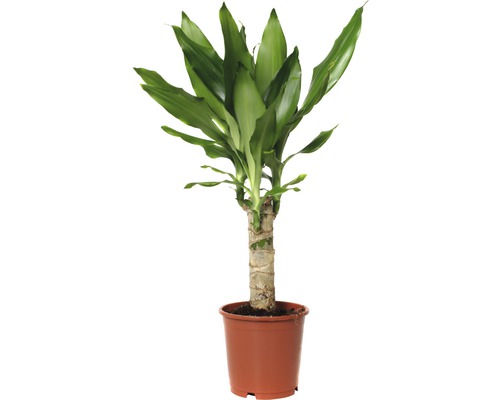 Drakenboom FloraSelf Dracaena fragrans 'Steudneri Green' H 40-50 cm Ø 11 cm pot