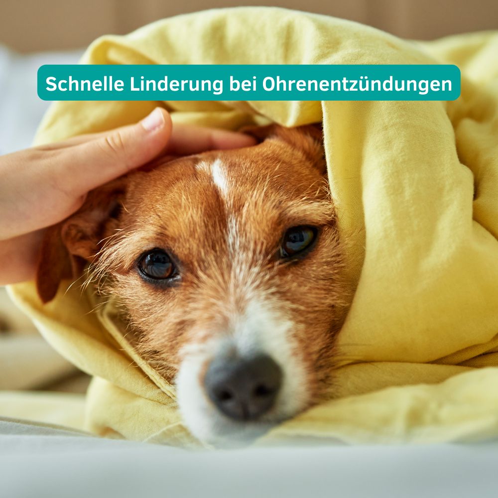 CLICswab Ohren/Augenreiniger für Hunde und Katzen