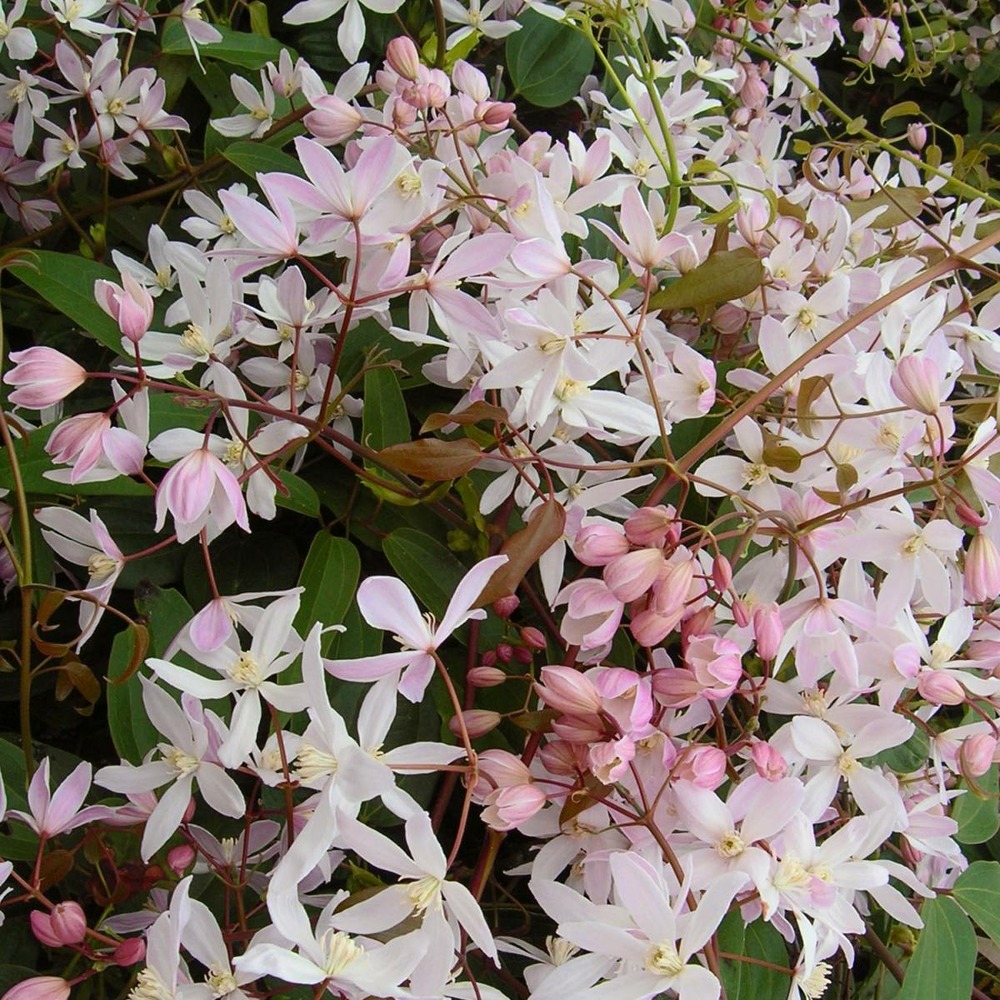 Clématite armandii apple blossom/clematis armandii apple blossom[-]pot de 6l - tipi bambou 90/150 cm