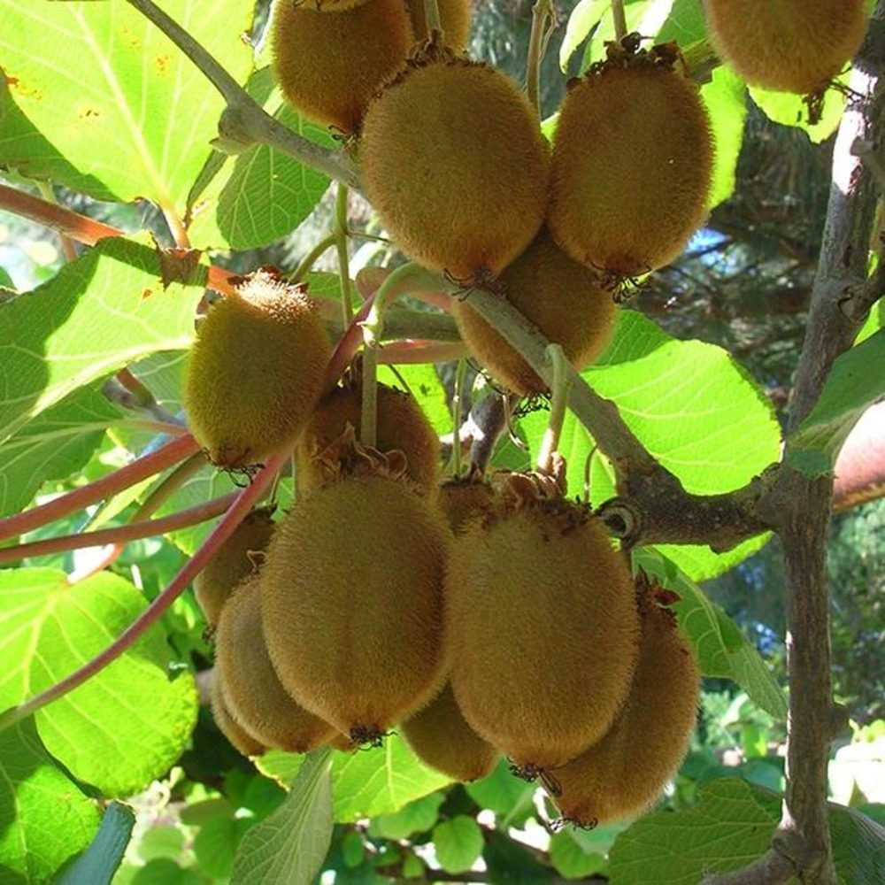 Kiwi femelle 'moncap' - actinidia femelle moncap 3l
