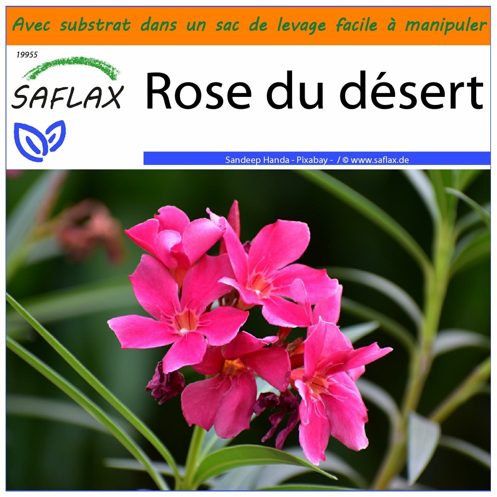 Jardin dans le sac - rose du désert - 8 graines - adenium obesum