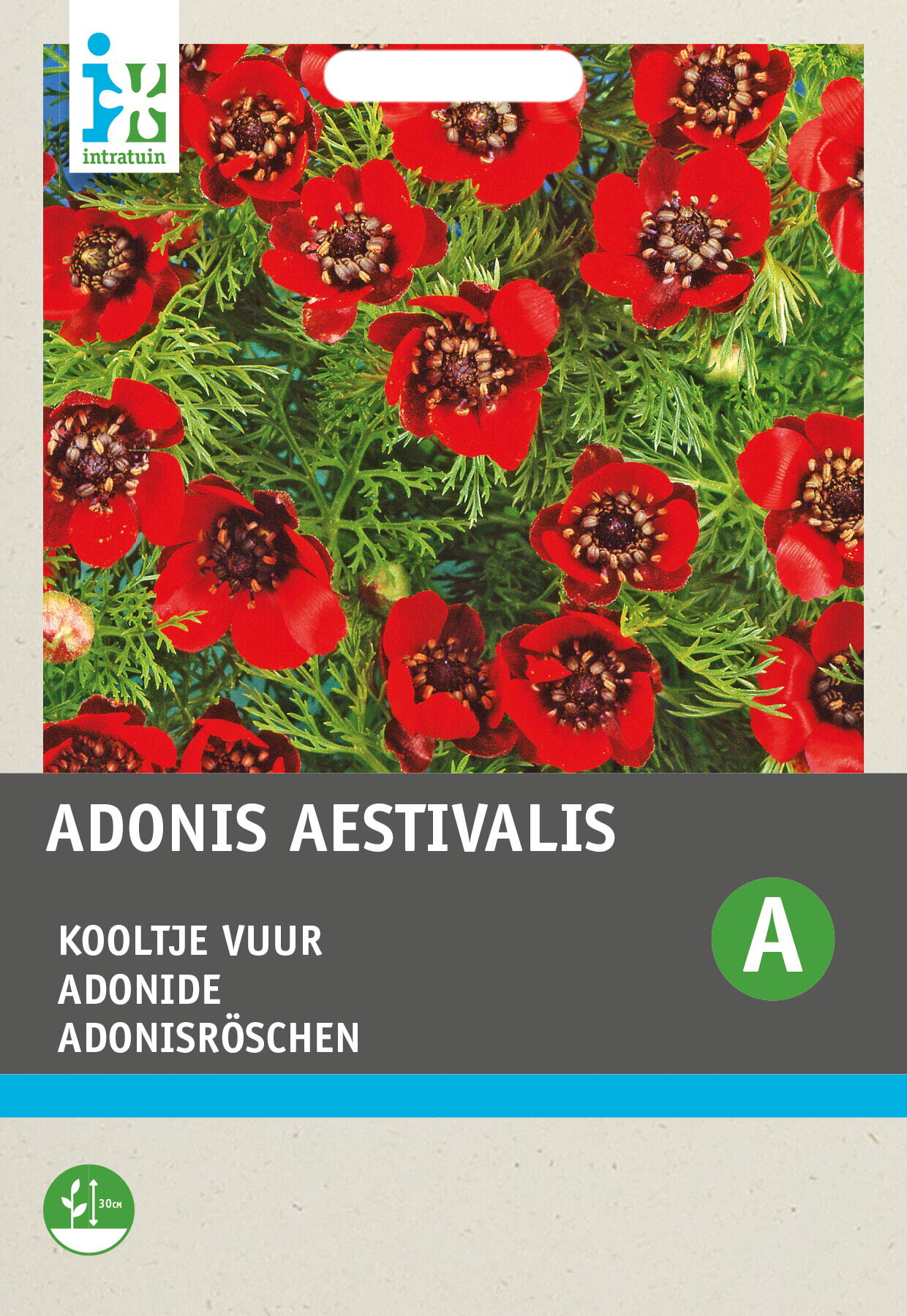 Intratuin bloemenzaad Zomeradonis rood (Adonis aestivalis)
