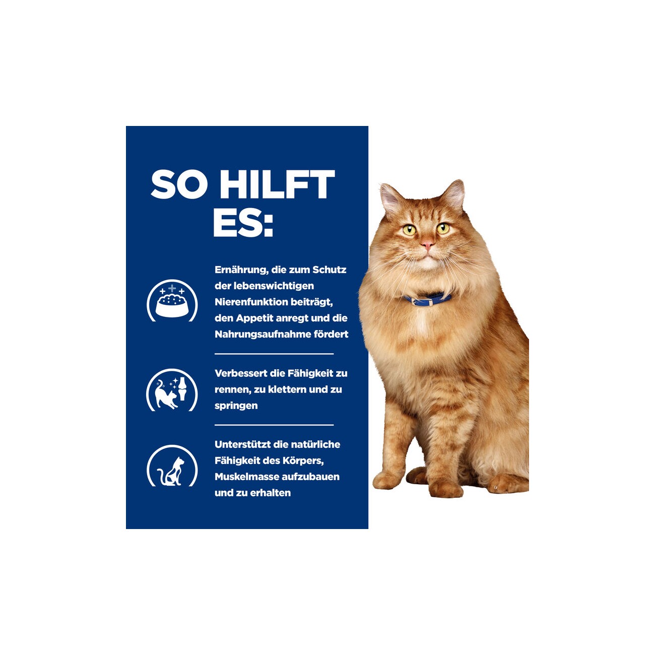 Hill's Prescription Diet k/d + Mobility Feline mit Huhn 12x85 g