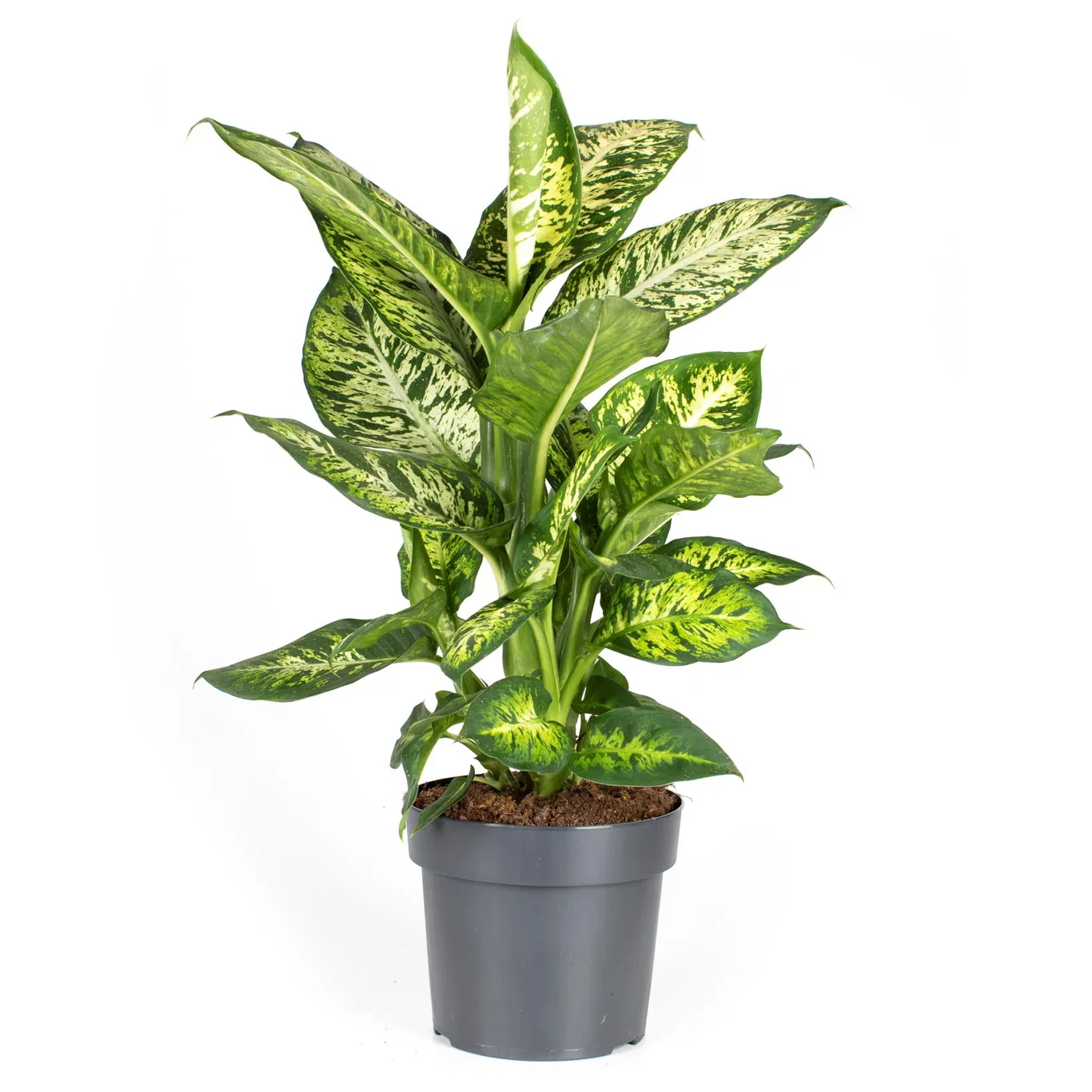 Dieffenbachia 'Sublime' Dieffenbachia 'Sublime' Høyde 40-50 cm