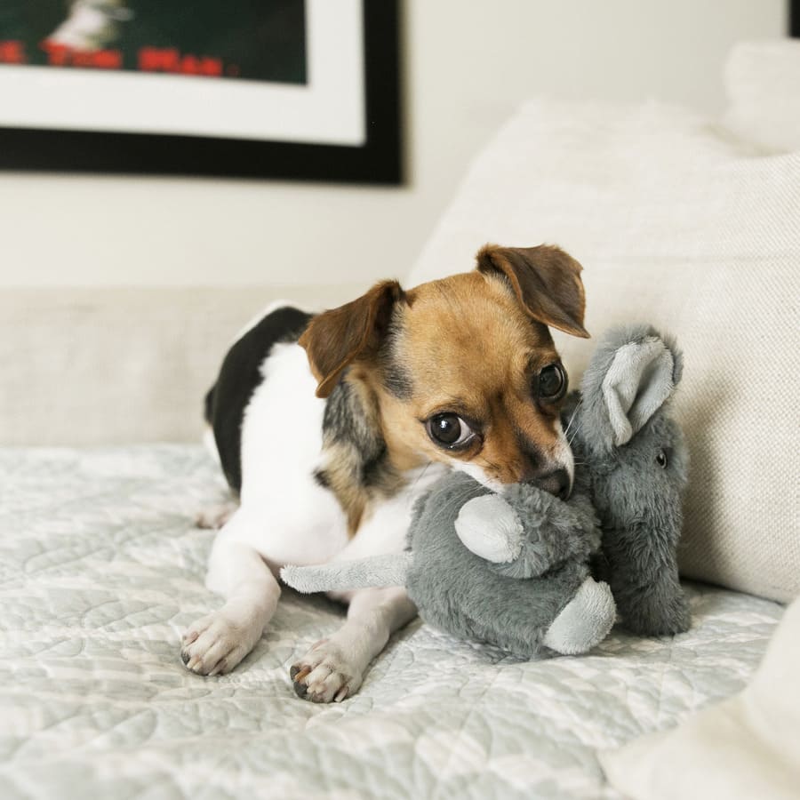 Elefante de pelúcia Kong Comfort Kiddos para cães