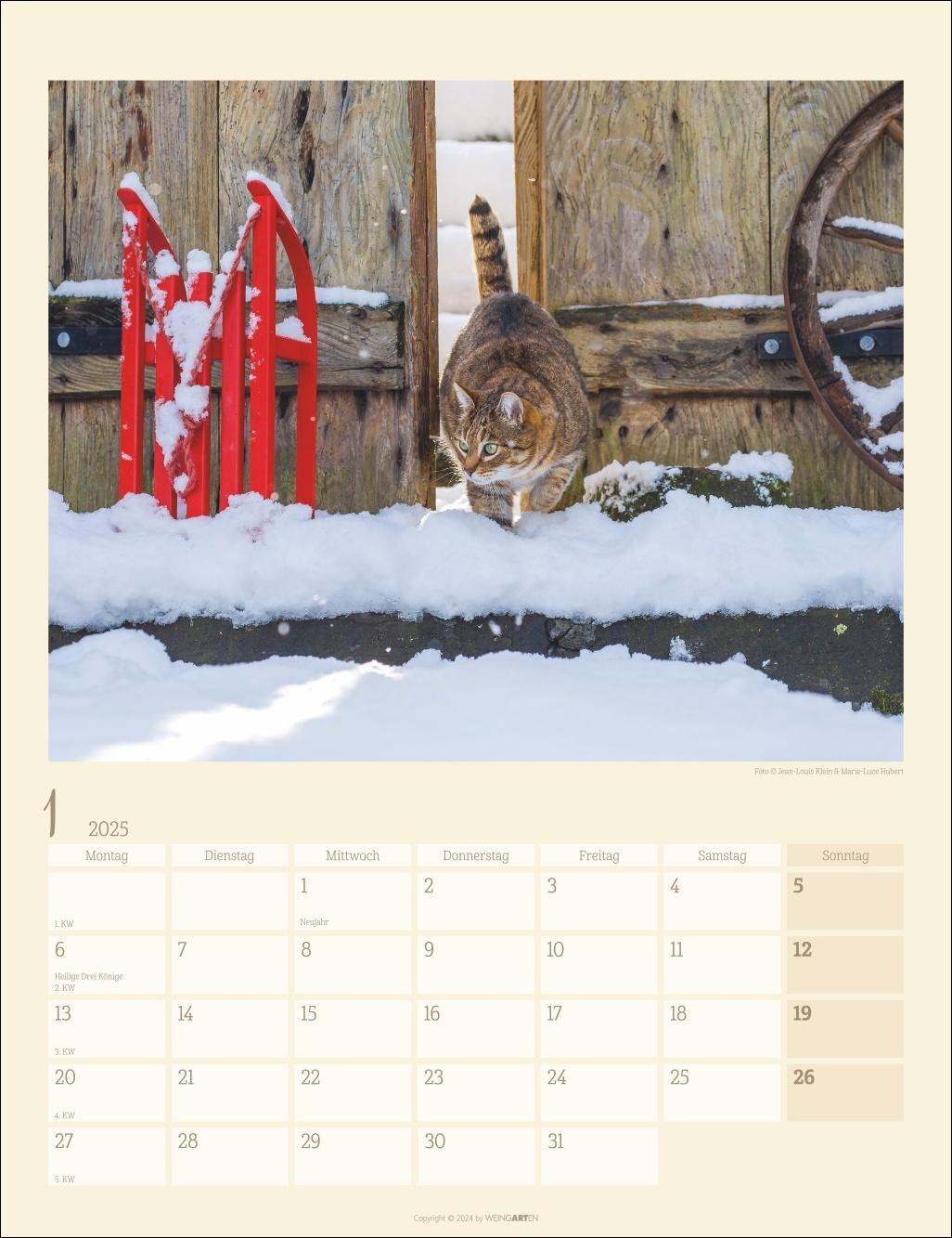 Katzen auf dem Lande Kalender 2025