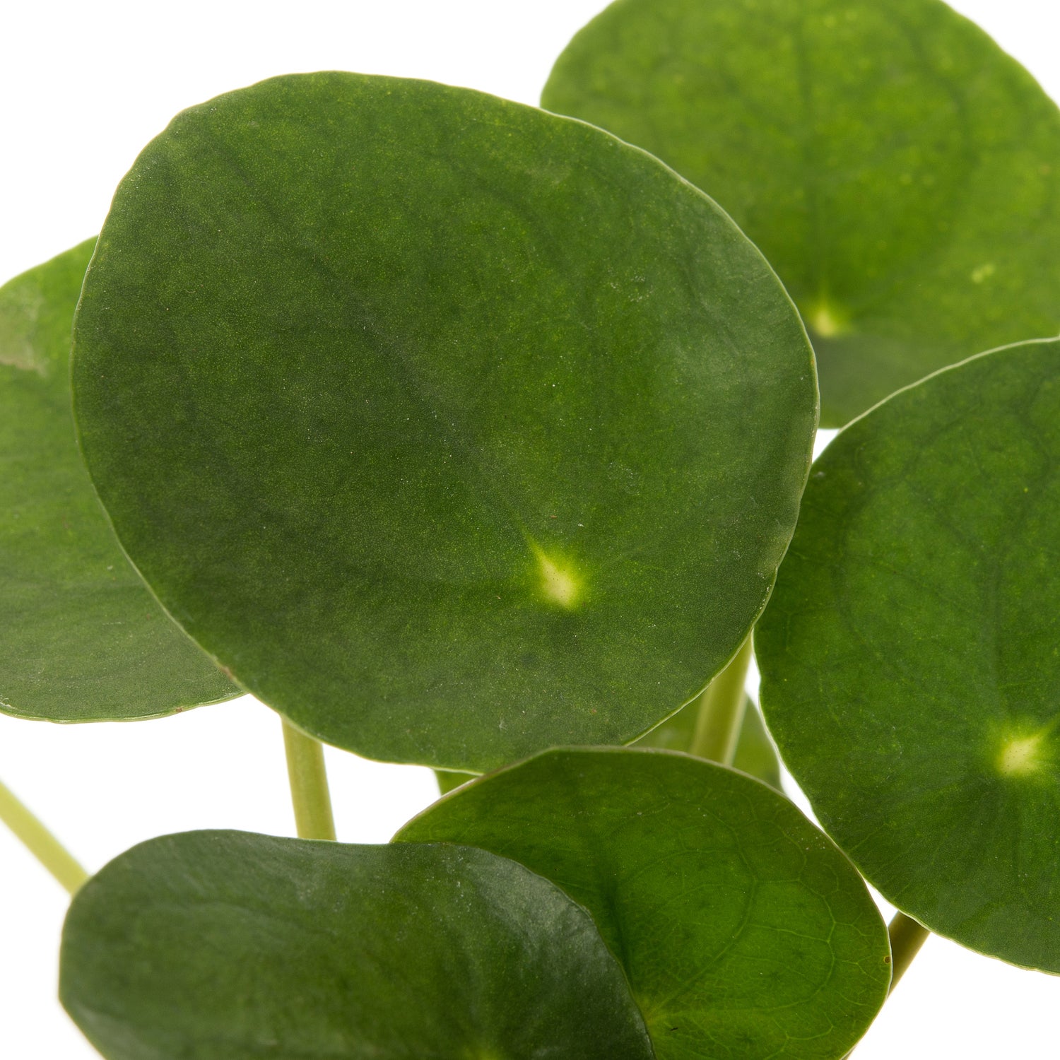 Pannenkoekenplant (Pilea peperomioides) D 7 H 15 cm