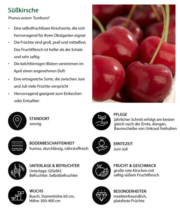 Süßkirsche 'Sunburst'