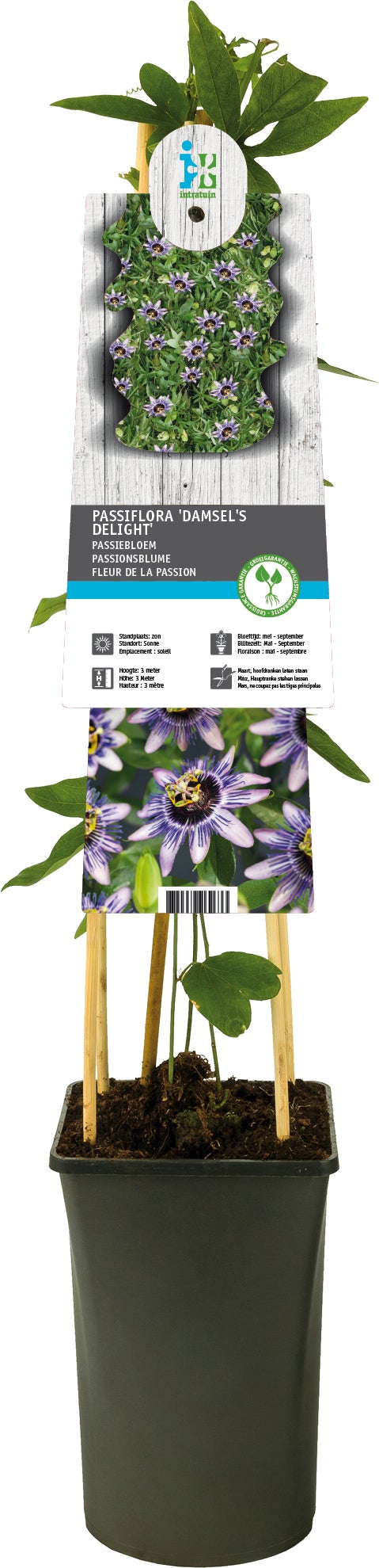 Passiebloem (Passiflora 'Damsel's Delight') D 17 H 75 cm