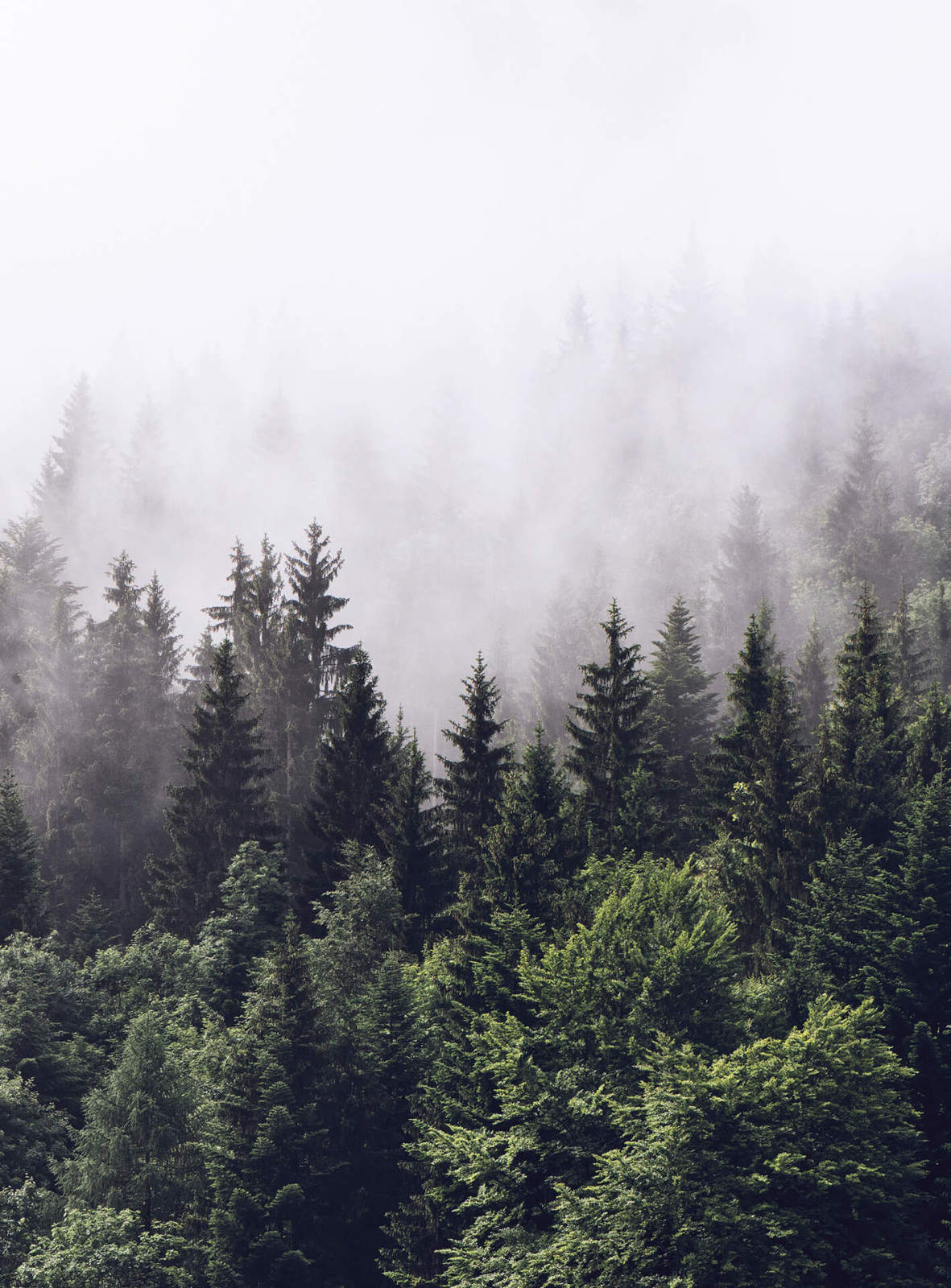 Fototapete DESIGNWALLS 2.0 - grün-weiß - Wald - 2,6 Meter