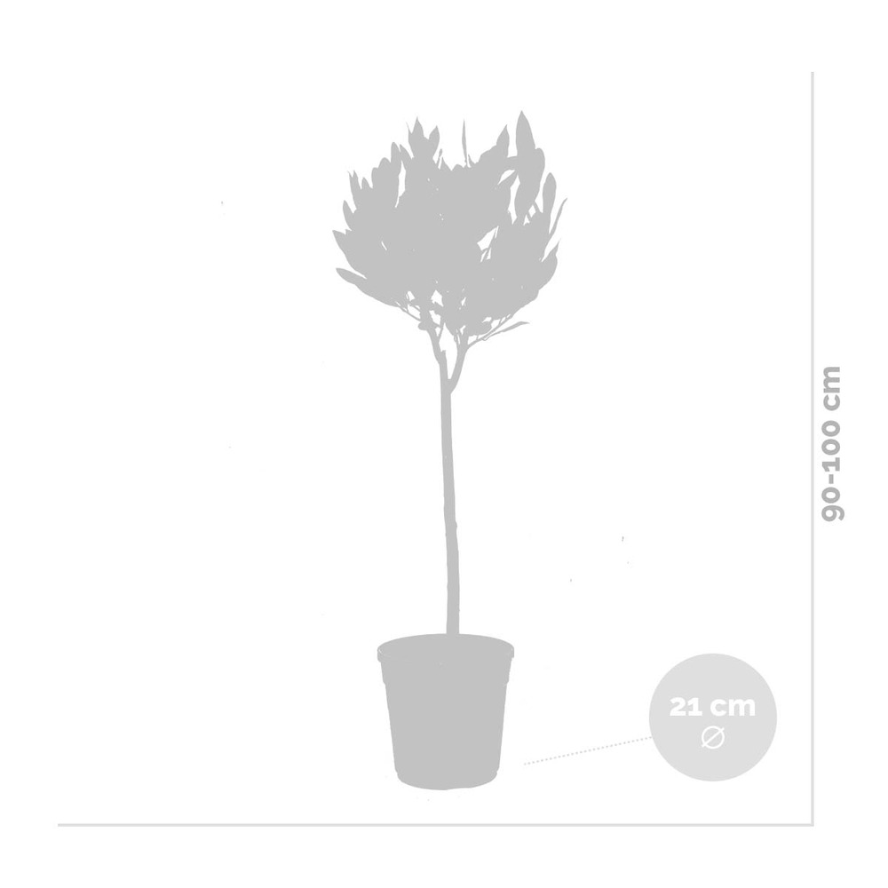 Tige de laurus nobilis - laurier de cuisine - arbuste - persistant – ⌀21 cm - ↕90-100 cm