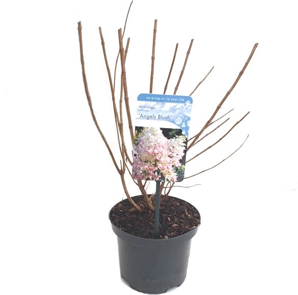Pluimhortensia (Hydrangea paniculata 'Angels Blush') D 17 H 30 cm