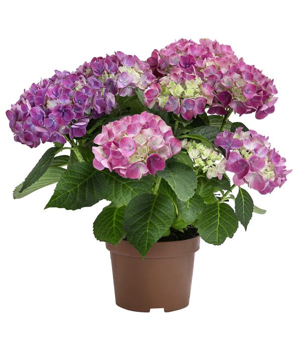 Midi-Hortensie - Hydrangea macrophylla