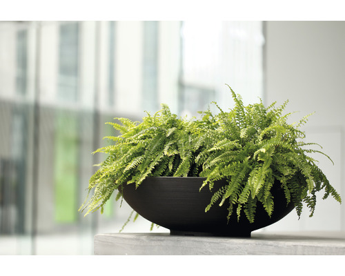 Lafiora Liam plantenbak Ø 60 cm H 16,5 cm antraciet
