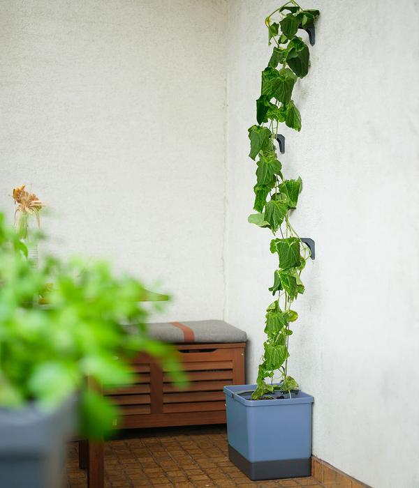 Gusta Garden Gurken-Topf Curt Cucumber, ca.