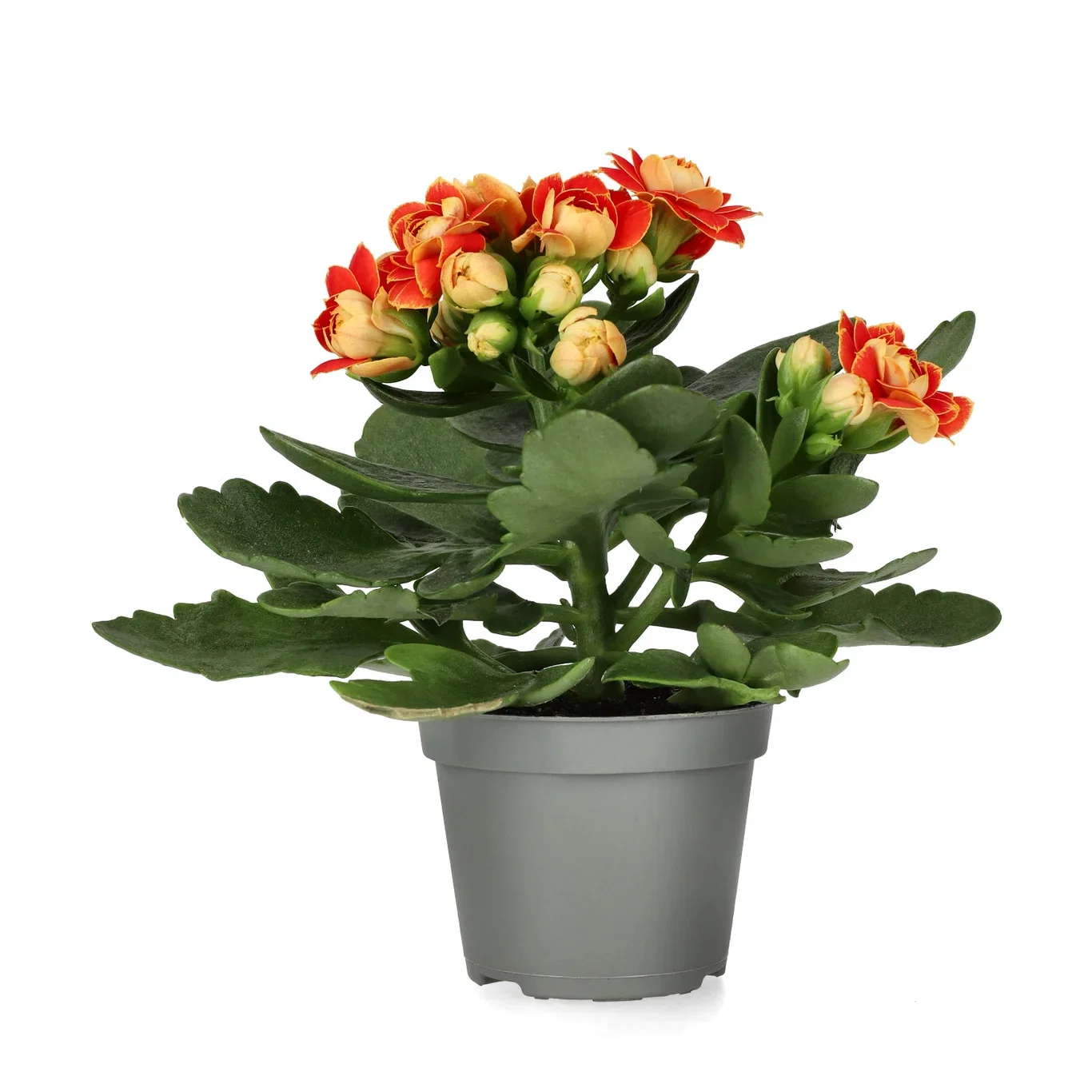 Kalanchoe mini Orange 6cm Ildtopp Høyde 10 cm