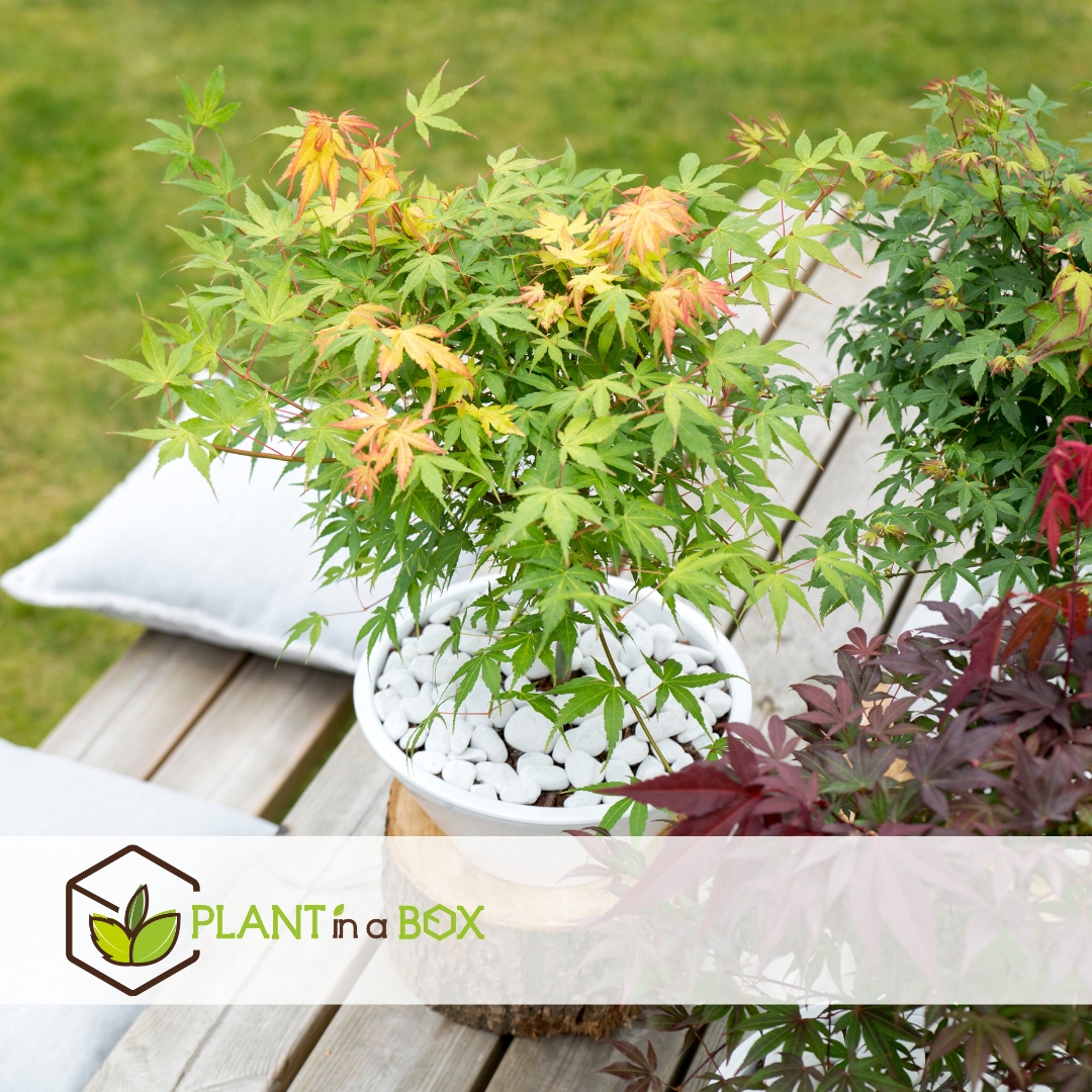 Acer palmatum 'katsura' - erable japonais - pot 19cm - hauteur 60-70cm