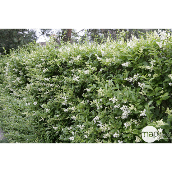 Ligustrum ovalifolium : touffe ctr 5 litres
