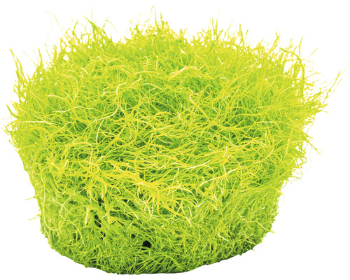 Grasachtig blaasjeskruid - Utricularia graminifolia In-Vitro