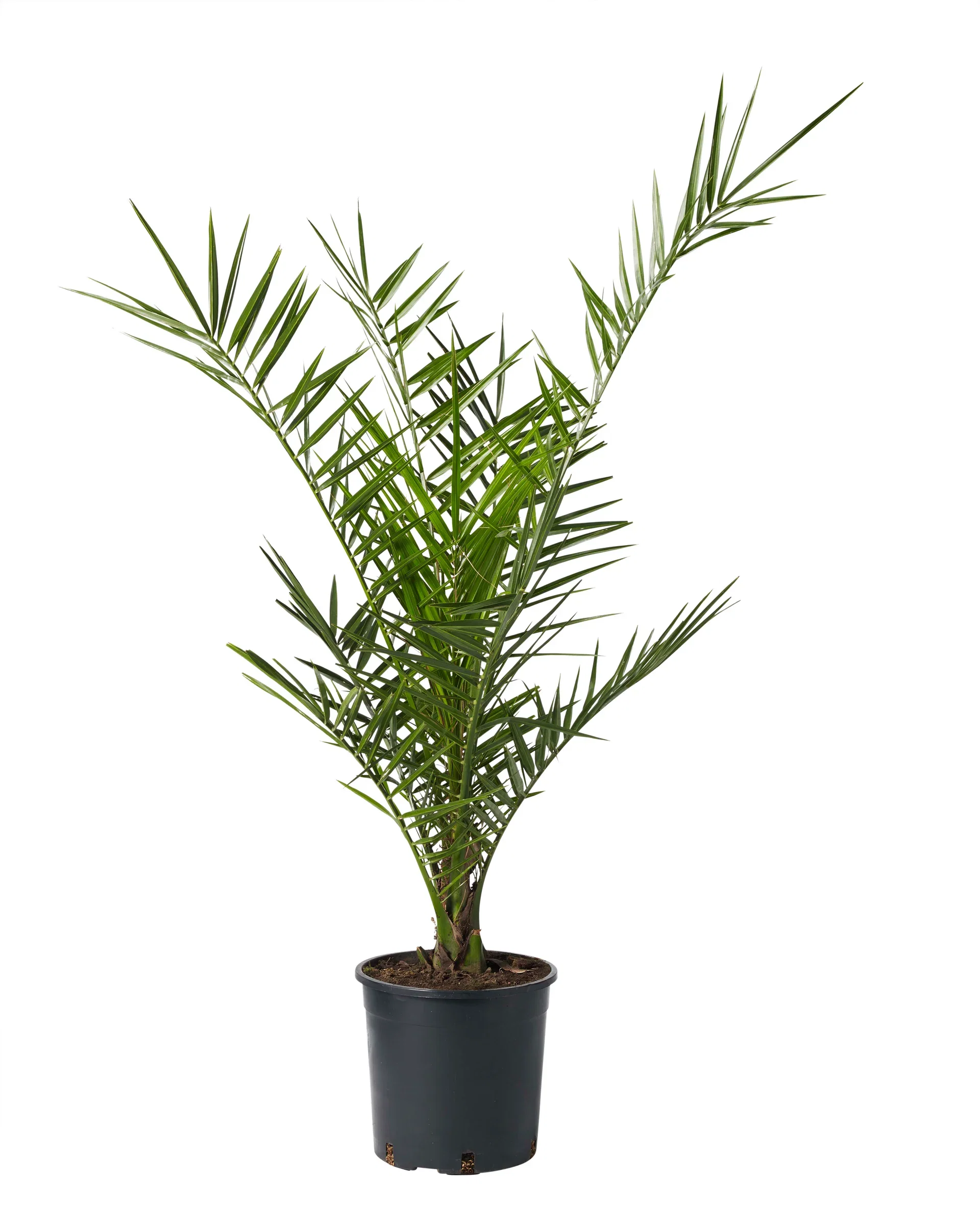 Phoenix canariensis Kanaripalme Ø19 cm