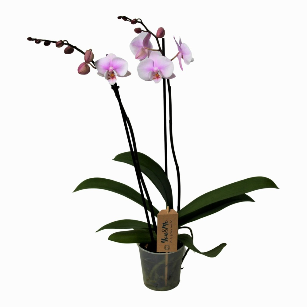 Phalaenopsis - orchidée rose - pot 12cm - hauteur 50-60cm