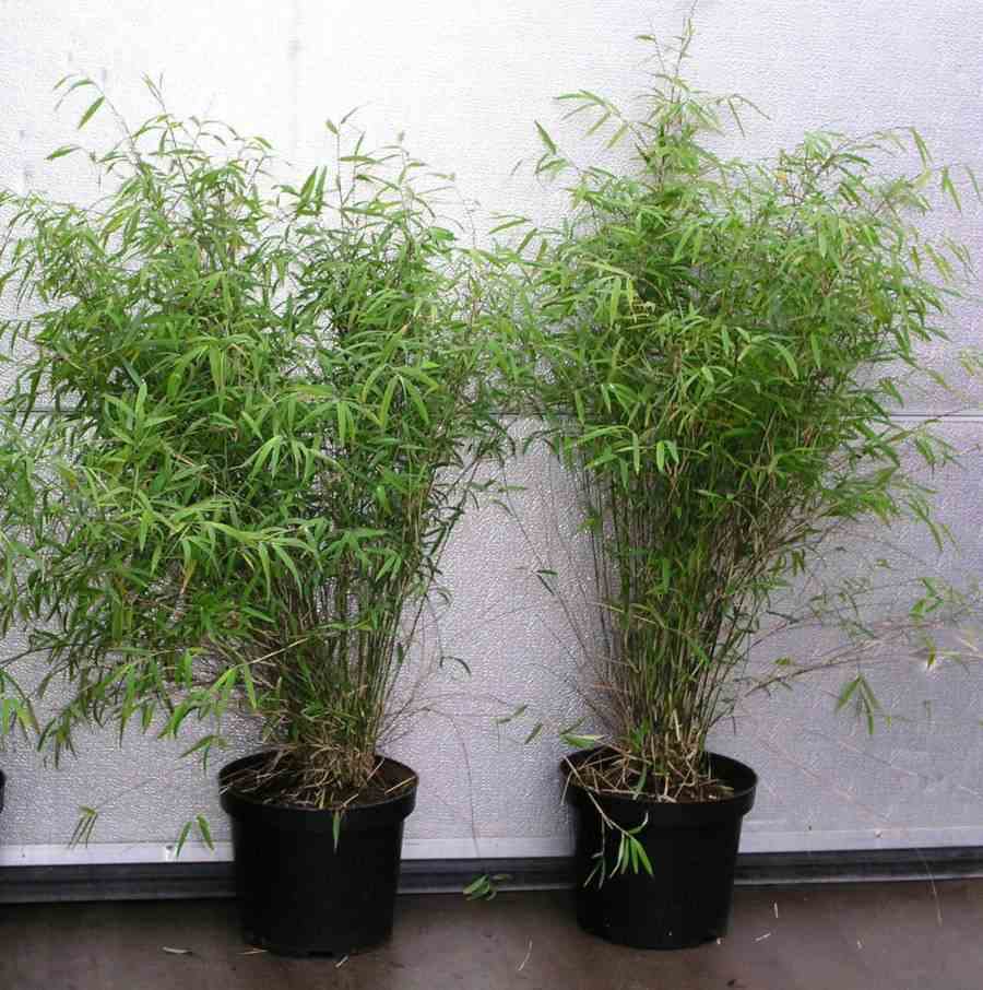 Fargesia angustissima (bambou non traçant) taille pot 2 litres - 80/90cm - 4/7 cannes