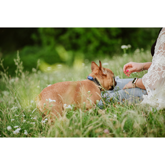 Répulsif rechargeable à ultrasons pour chien Tickless Mini Dog bleu