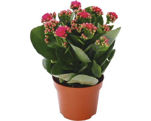 Flaming Katy FloraSelf Kalanchoe Calandiva H 20-25 cm Ø 12 cm pot paars
