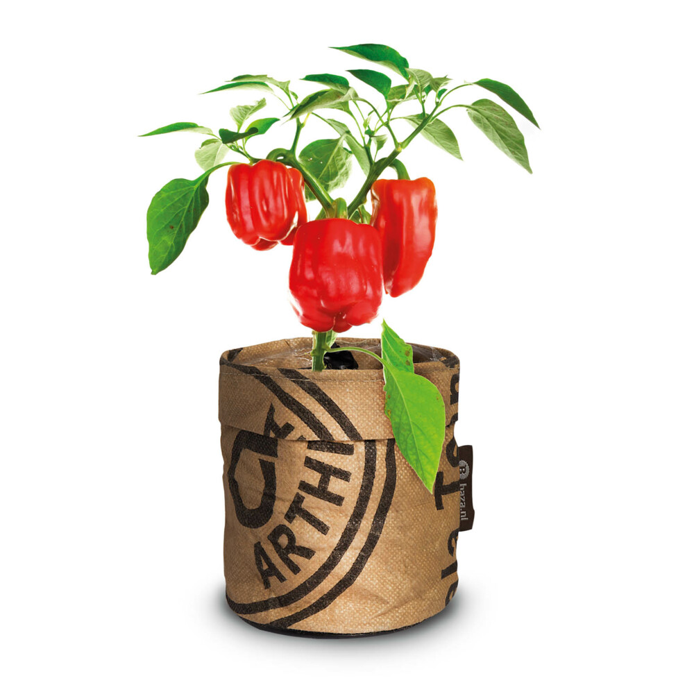 Baza Keukentuintjes Set Kruiden Groot1 set