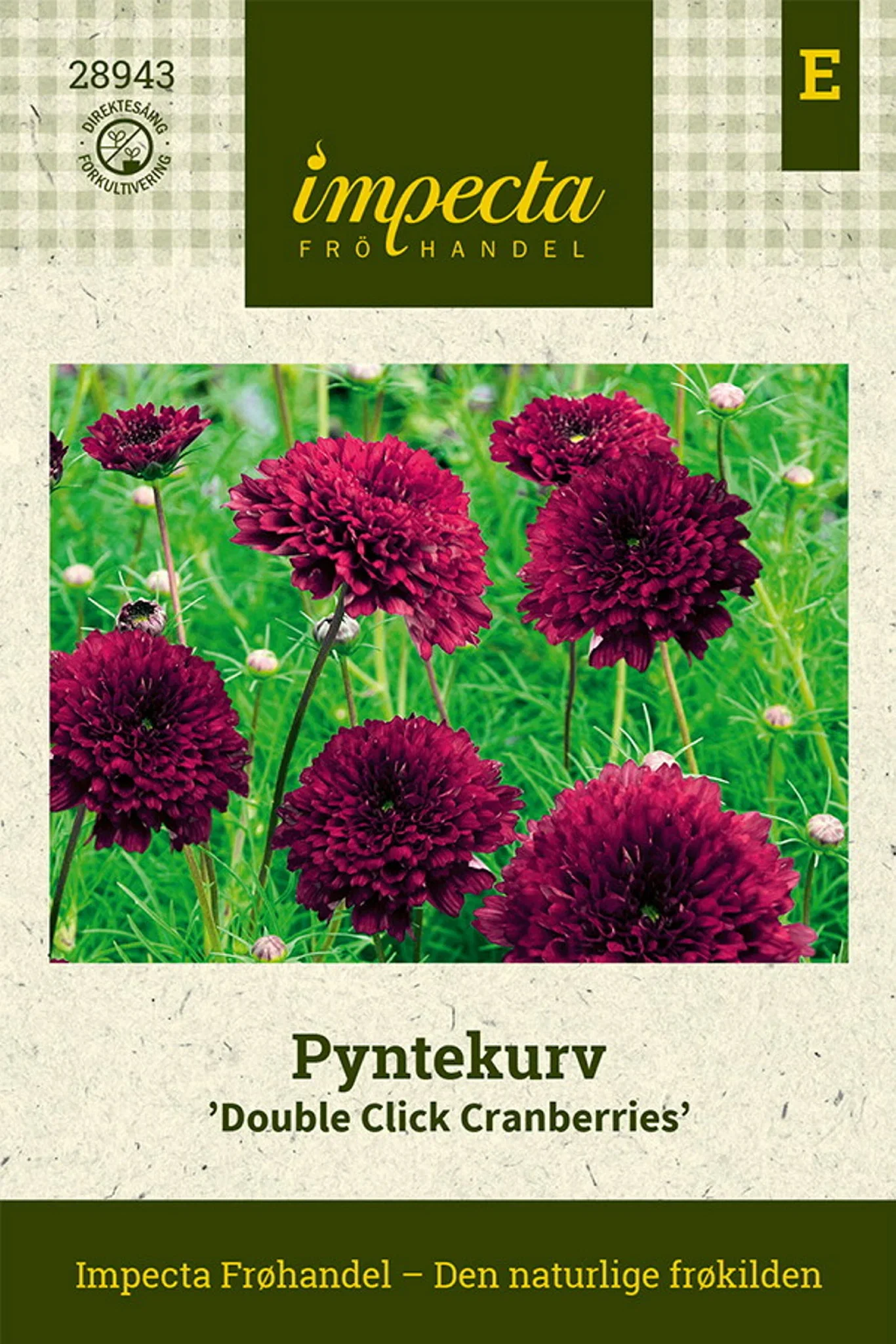Cosmos bipinnatus 'Double Click Cranberries' Pyntekurv  'Double Click Cranberries'