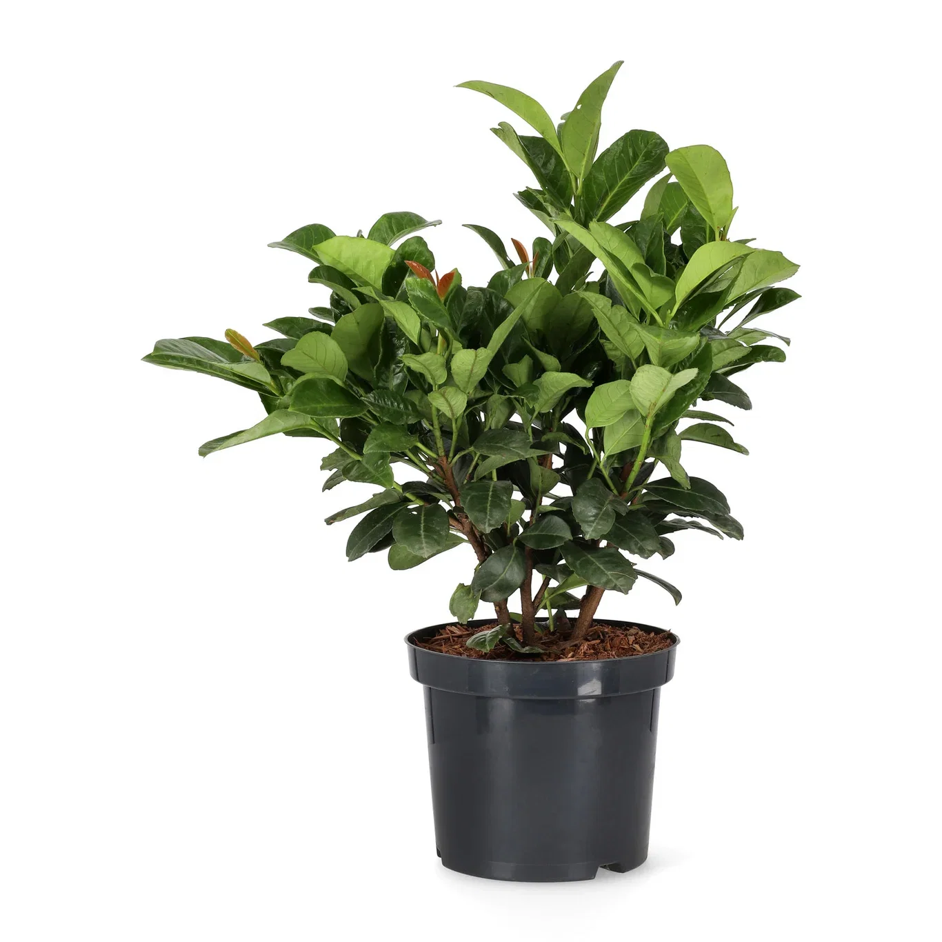 Prunus laurocerasus ETNA ('Anbri') Laurbærhegg ETNA Ø23 cm